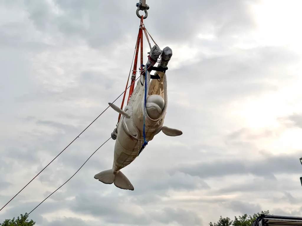 Three Beluga Whales Die At Chicago Aquarium, Authorities Launch Investigation Into Sudden Losses