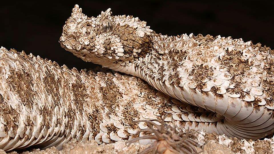 A close-up view of the rare spider-tailed horned viper resting on rocky terrain with its arachnid-shaped tail appendage clearly visible.